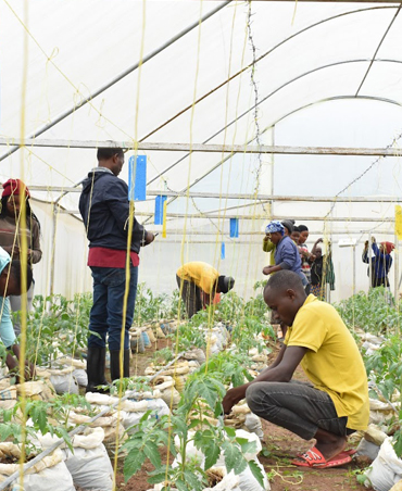 Youth in Agro-Innovation Bootcamps