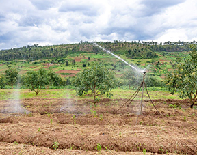 Climate Resilience in Horticulture