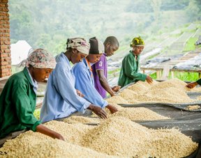 Coffee Export Readiness Pilot