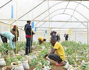 Youth in Agro-Innovation Bootcamps